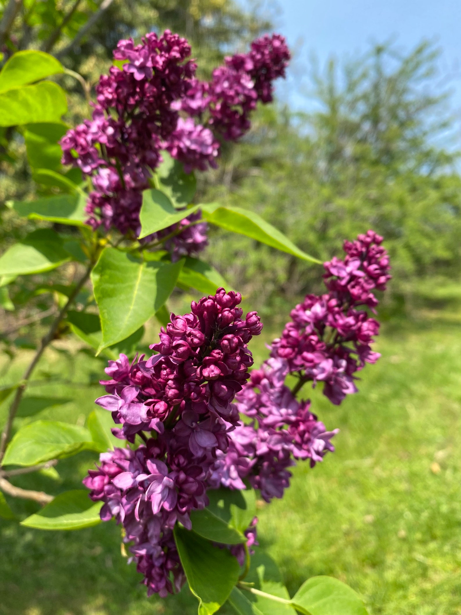 Syringa Vulgaris 'charles Joly' Lilac Live Plant Etsy