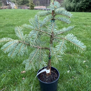 Abies grandis x concolor &#39;Leuteneggeri&#39; - 12&quot; Tall - 1 Gallon Pot