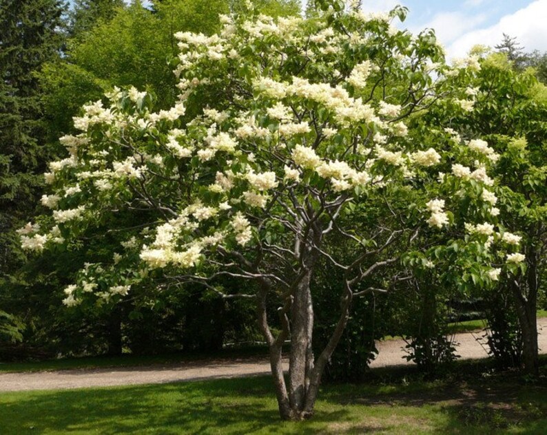 Syringa reticulata 'Ivory Silk' Ivory Silk Japanese Tree Lilac Live Plant 4 Pot Size image 2