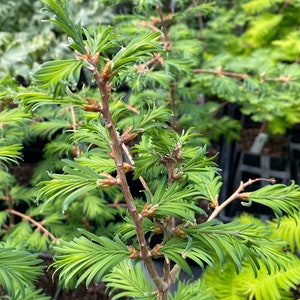 Metasequoia glyptostroboides 'Hamlet’s Broom' - Dawn Redwood Tree - 8” Tall - 1 Year Graft