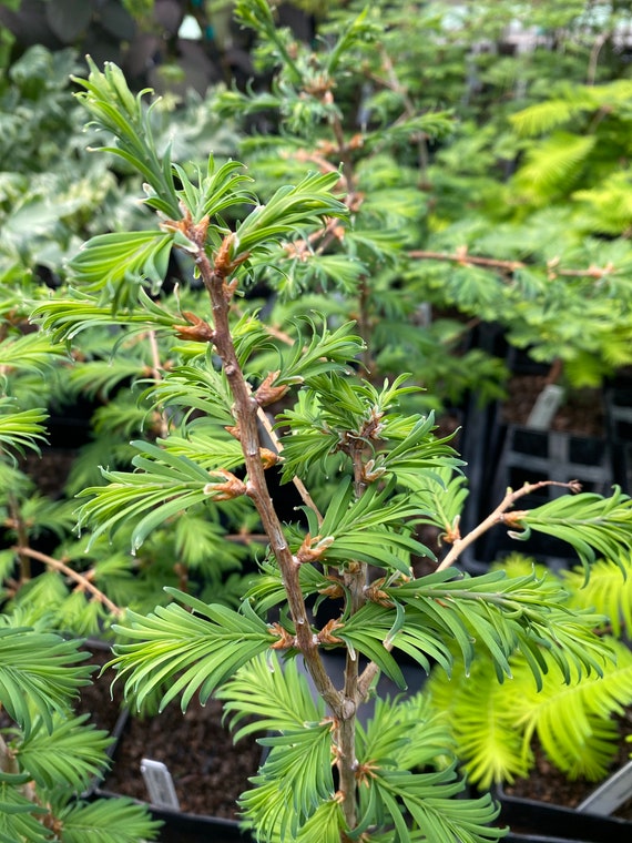 Metasequoia Glyptostroboides 'hamlet's Broom' - Dawn Redwood Tree Metasequoia Glyptostroboides 'hamlet's Broom' - Dawn Redwood Tree