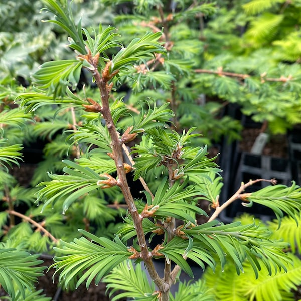 Metasequoia glyptostroboides 'Hamlet’s Broom' - Dawn Redwood Tree - 8” Tall - 1 Year Graft