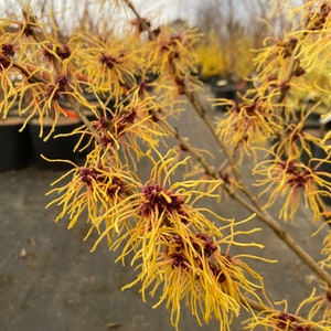 May include: A set of three ceramic mugs with a speckled, matte finish. The mugs are in shades of cream, light gray, and dark gray. Each mug has a simple, minimalist design and a rounded handle.