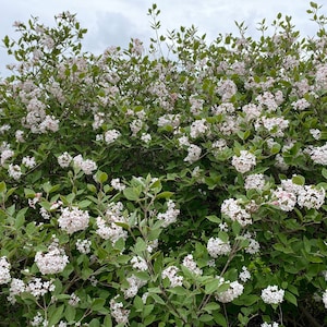 May include: A lush green bush with clusters of small, white flowers. The flowers have a delicate, soft appearance, and the leaves are a vibrant green. The image is taken on an overcast day.