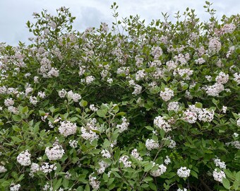 Korean Spice Viburnum - Viburnum carlesii - 1 Gallon Pot