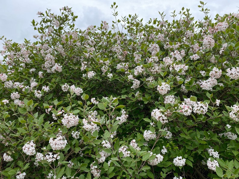 MikesPlants Korean Spice Viburnum - Thumbnail 2