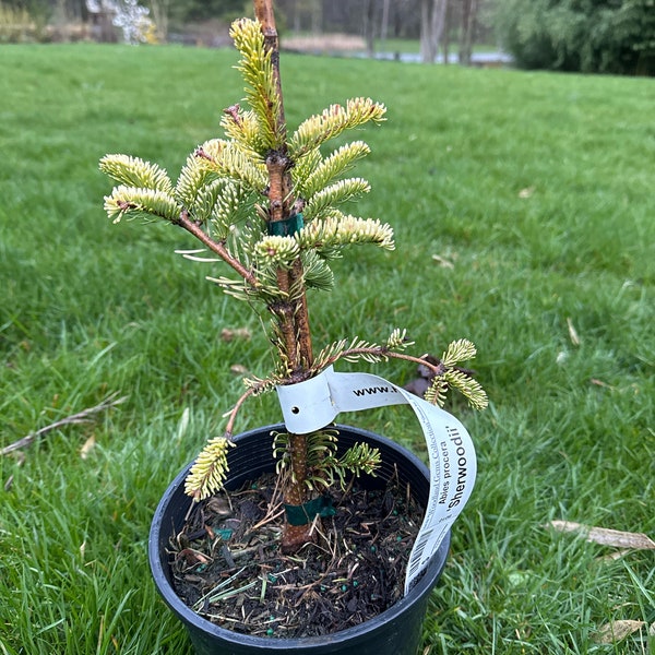 Abies procera 'Sherwoodii' - 10" Tall - 1 Gallon Pot