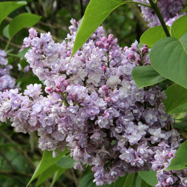 Syringa vulgaris 'Katherine Havemeyer'- Lilac - Live Plant - 1 Gallon Pot