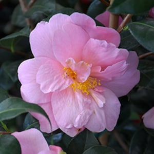 May include: A close-up of a pink Camellia flower in full bloom, showcasing multiple layers of delicate petals. The flower's center reveals yellow stamens, surrounded by a soft, light pink hue. Dark green leaves provide a contrasting backdrop.