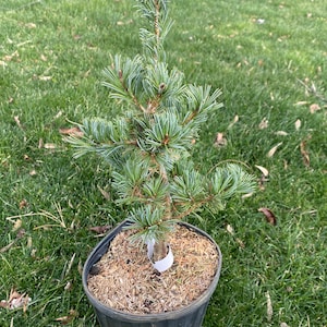 May include: A young pine tree in a black plastic pot, set against a backdrop of green grass. The tree has vibrant green needles and a slender trunk. The pot is filled with mulch, and a white label is wrapped around the base of the trunk.