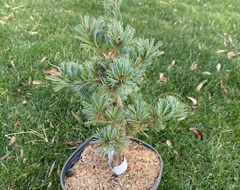 May include: A young pine tree in a black plastic pot, set against a backdrop of green grass. The tree has vibrant green needles and a slender trunk. The pot is filled with mulch, and a white label is wrapped around the base of the trunk.