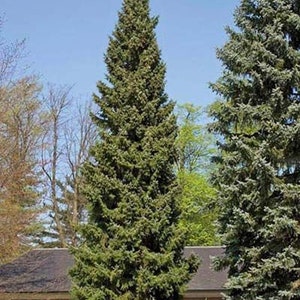 May include: A tall, green evergreen tree with a conical shape stands prominently against a clear blue sky. The tree's dense foliage is a rich green, and it appears healthy and well-maintained. The image captures a natural outdoor scene.