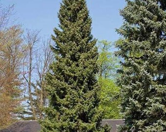 Picea abies 'Columnaris' - Norway Spruce - 18" Tall - 1 Gallon Pot