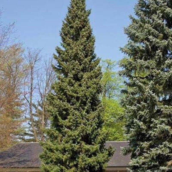 Picea abies 'Columnaris' - Norway Spruce - 18" Tall - 1 Gallon Pot