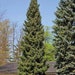 see more listings in the Evergreens section