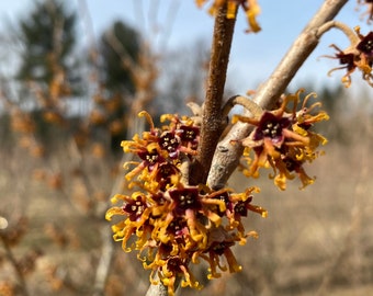 Hamamelis vernalis 'Burnt Mahogany' Witch Hazel - Live Plant - 18" Tall - Ships Bare Root