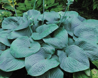 Hosta &#39;Humpback Whale&#39; 3&quot; Pot Size Starter Plant