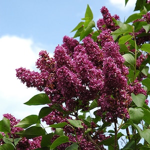 Syringa vulgaris &#39;Charles Joly&#39;- Lilac - Live Plant - 4” Pot Size