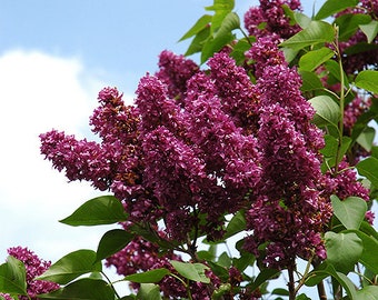 Syringa vulgaris 'Charles Joly'- Lilac - Live Plant - 4” Pot Size
