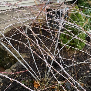 Rubus cockburnianus Golden Vale Yellow Leaf Ghost Bramble 1 Gallon Pot 18 Tall image 4