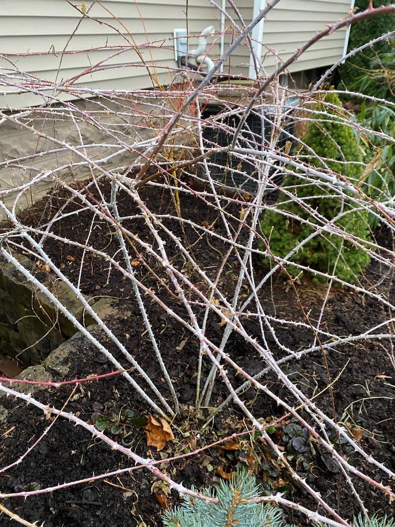 Rubus cockburnianus Golden Vale Yellow Leaf Ghost Bramble 1 Gallon Pot 18 Tall image 4