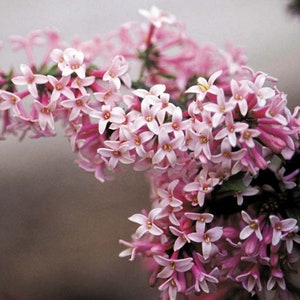 May include: A close-up of a branch of pink flowers with five petals each. The flowers are clustered together and have a delicate, feminine appearance.