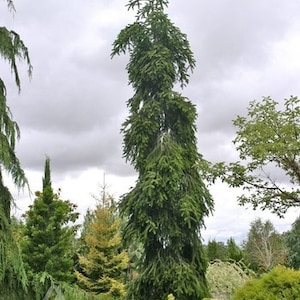 May include: A tall, slender evergreen tree with a unique, twisted growth pattern. The tree has dark green needles and a dense, full canopy.