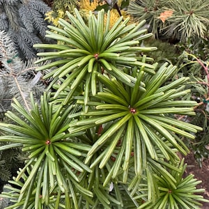 Sciadopitys verticillata 'Green Star' - Japanese Umbrella Pine - Live Plant - 2 Gallon Pot