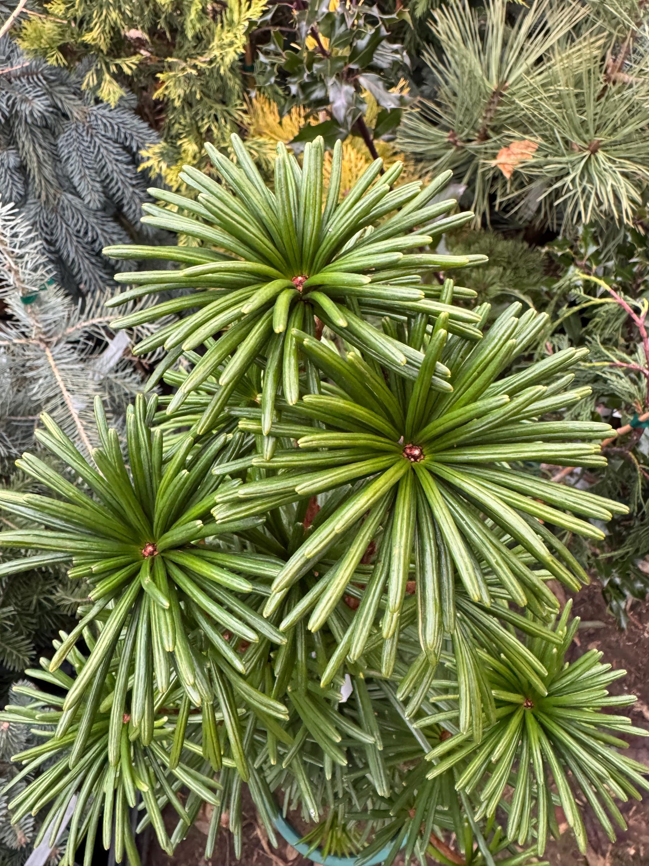 Sciadopitys Verticillata 'green Star' - Japanese Umbrella Pine - Live Plant  - 2 Gallon Pot - Etsy