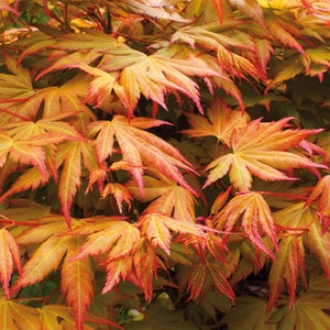 May include: A dense cluster of Japanese maple leaves displaying a vibrant gradient of colors, transitioning from deep orange and fiery red at the serrated edges to a soft, pale yellow and light green toward the center of each palmate leaf.
