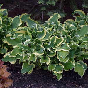 Hosta &#39;Wheee!&#39; 3&quot; Pot Size Starter Plant