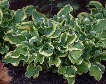 Hosta 'Wheee!' 3" Pot Size Starter Plant