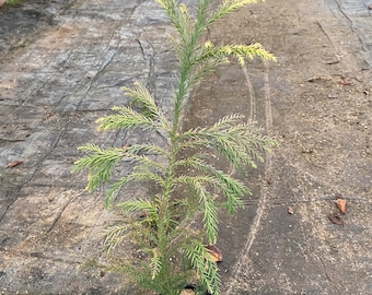 Cryptomeria japonica 'Aurea' - Japanese Cedar - 12” Tall- 1 Gallon Pot