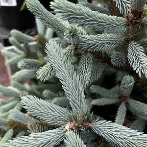 May include: Close-up of a blue spruce branch with needle-like leaves. The needles are a soft blue-green color, and the branches are arranged in a symmetrical pattern. The image is well-lit, and the details of the needles are clearly visible. The overall theme is nature and plants.
