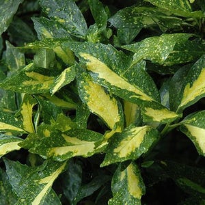 May include: Close-up of green and yellow variegated leaves. The leaves have a speckled pattern and a prominent yellow stripe down the center. The foliage is lush and vibrant, with a natural, organic aesthetic. The image showcases a plant with a striking color contrast.