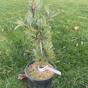 Pinus parviflora 'Gimborn's Ideal' - Live Plant - 15” Tall - 1 Gallon Pot