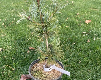 Pinus parviflora 'Gimborn's Ideal' - Live Plant - 15” Tall - 1 Gallon Pot