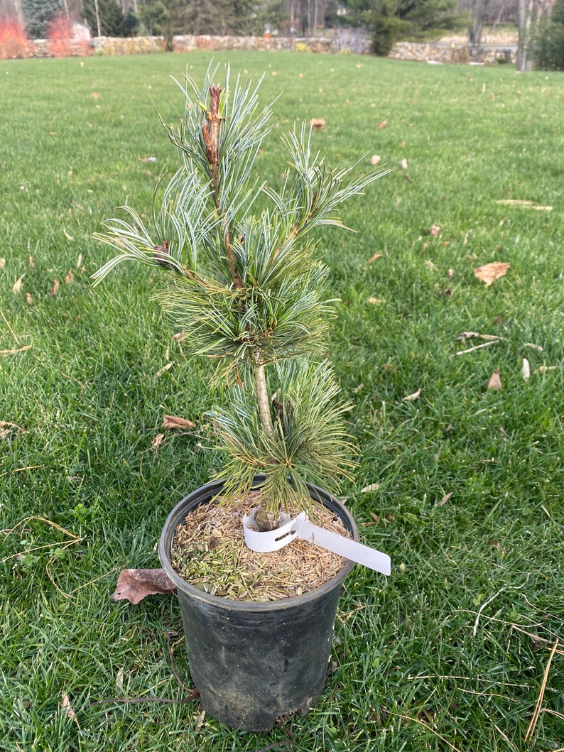 Pinus parviflora 'Gimborn's Ideal' Live Plant 15 Tall 1 Gallon Pot image 1