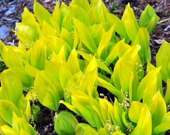 Convallaria majalis 'Fernwood Golden Slippers' - Yellow Leaf Lily of the Valley - Live Plant - 3.5 inch potted plant