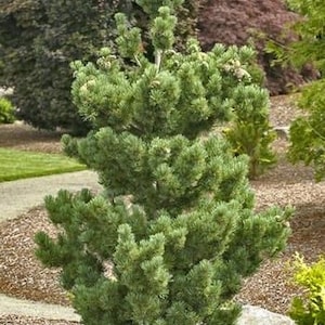 May include: A lush green pine tree with dense, needle-like foliage. The tree is in a garden setting, surrounded by other plants and a pathway. The tree's branches are full and create a layered effect.