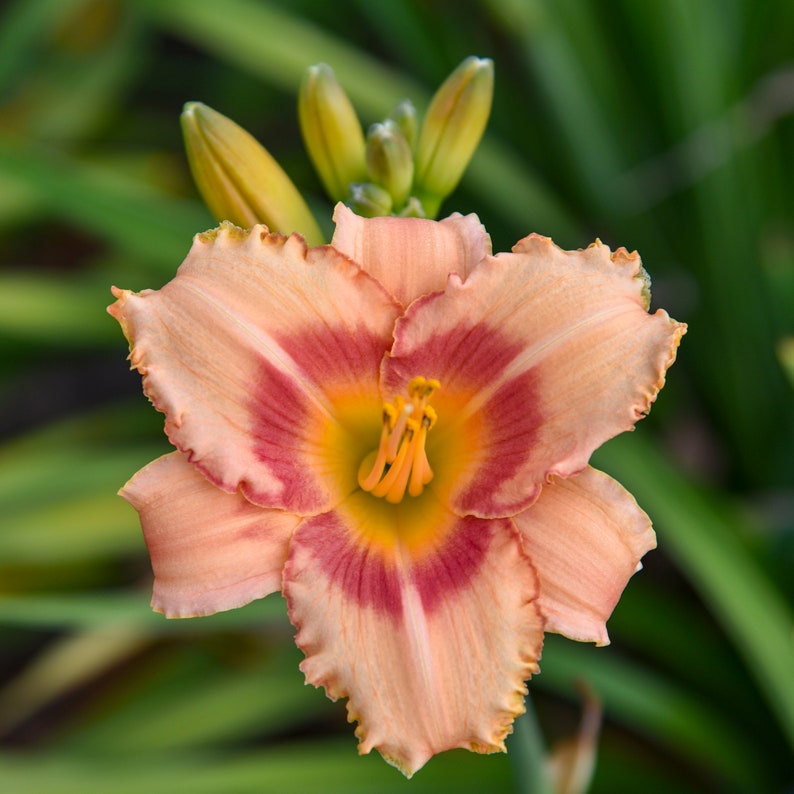 May include: A single peach-colored daylily with a deep red center and ruffled edges. The flower is in focus, while the green foliage behind it is blurred.
