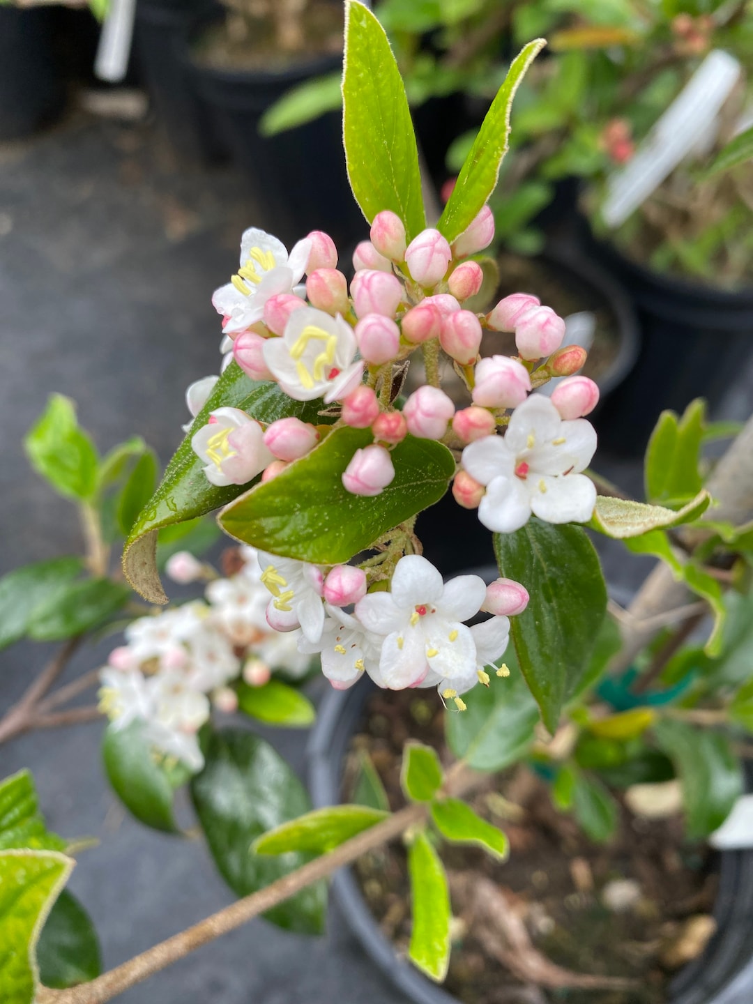 Viburnum X Conoy Dwarf Burkwood Viburnum Live Plant 4 Pot Etsy