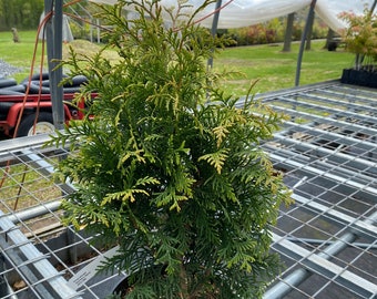 Thuja plicata 'Northern Spire' - Arborvitae - Live Plant - 2 Gallon Pot Size