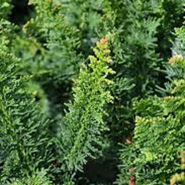 Chamaecyparis obtusa 'Filicoides' - Fernspray Hinoki Cypress - 20" Tall - 5" Pot Size Plant