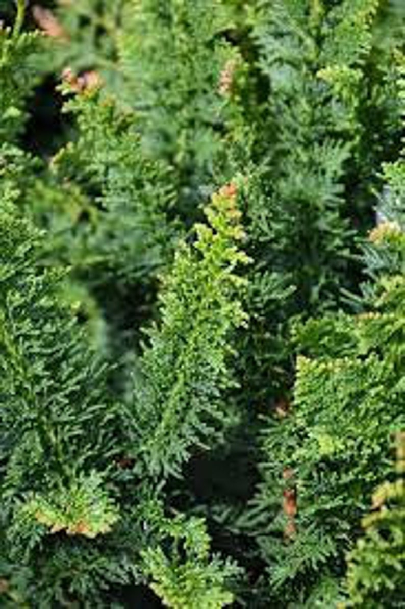 Chamaecyparis obtusa 'Filicoides' Fernspray Hinoki Cypress 20 Tall 5 Pot Size Plant image 1