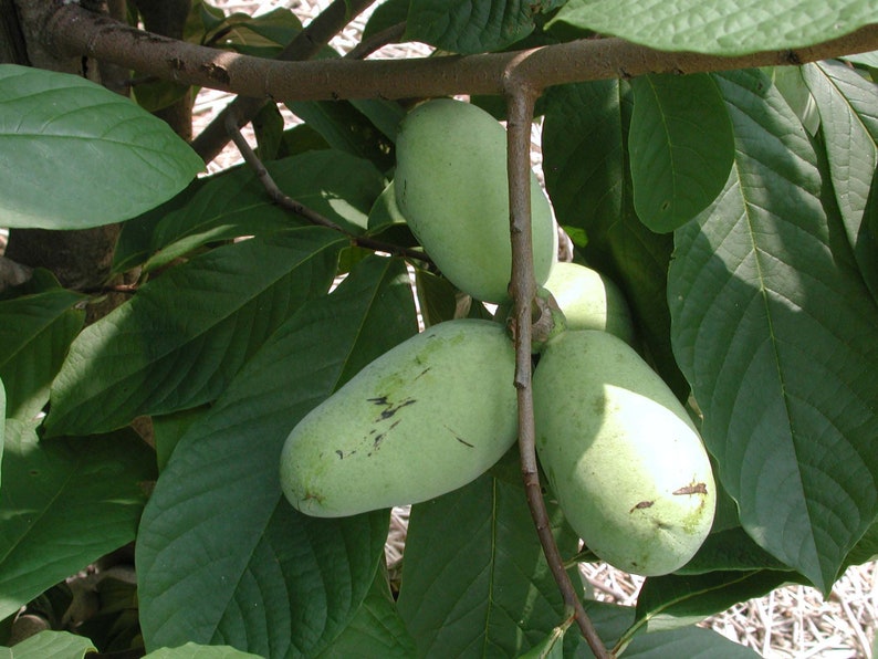 Asimina Triloba - Pawpaw Tree - Live Plant - 12" Tall - 1 Gallon Pot - Etsy