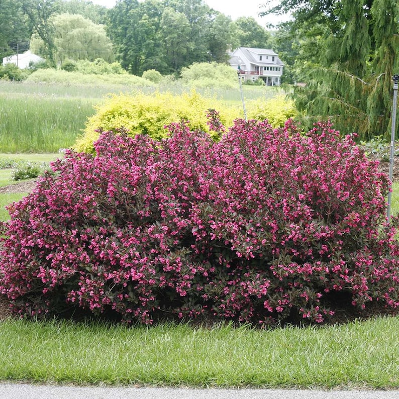 Wine & Roses Weigela Weigela florida 4 Pot Size Plant image 1