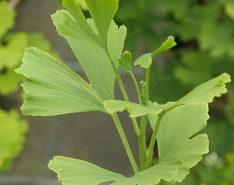 Ginkgo biloba 'Anny’s Dwarf' - Dwarf Ginkgo Tree - Live Plant - 8” Tall - 1 Year Graft