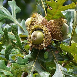 Quercus macrocarpa - Bur Oak - Live Plant - 2 Gallon Pot
