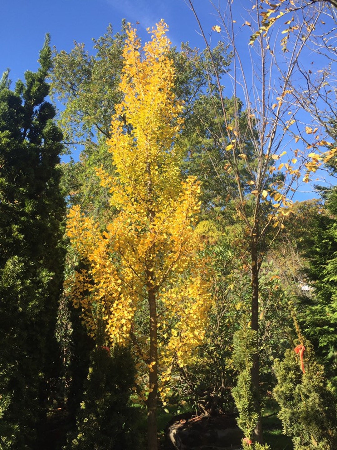 Ginkgo Biloba 'blagon' Columnar Male Ginkgo Tree Live Plant 12 Tall Own